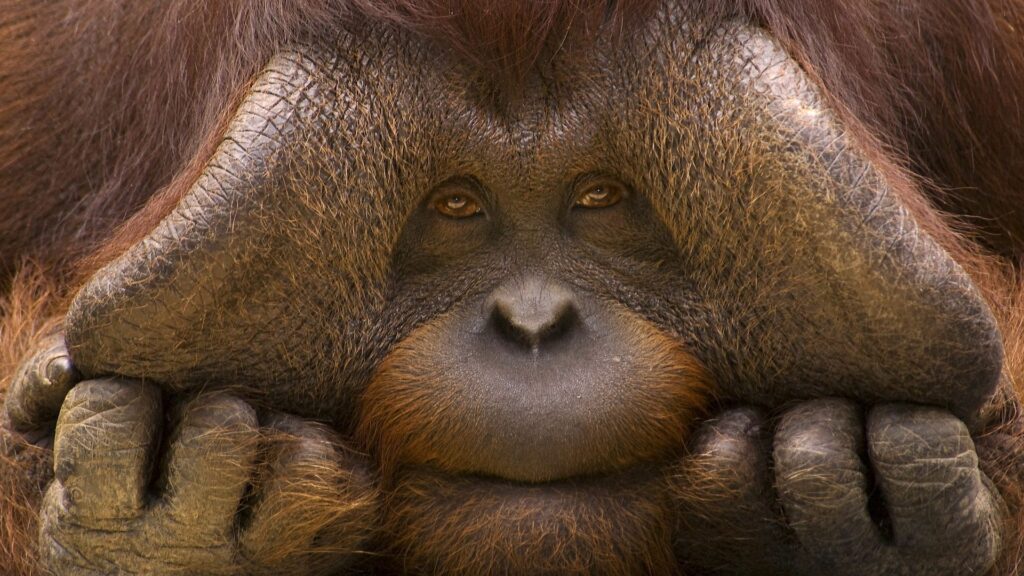Contemplative Orangutan Close-Up Wallpaper - 1920x1080 Detail
