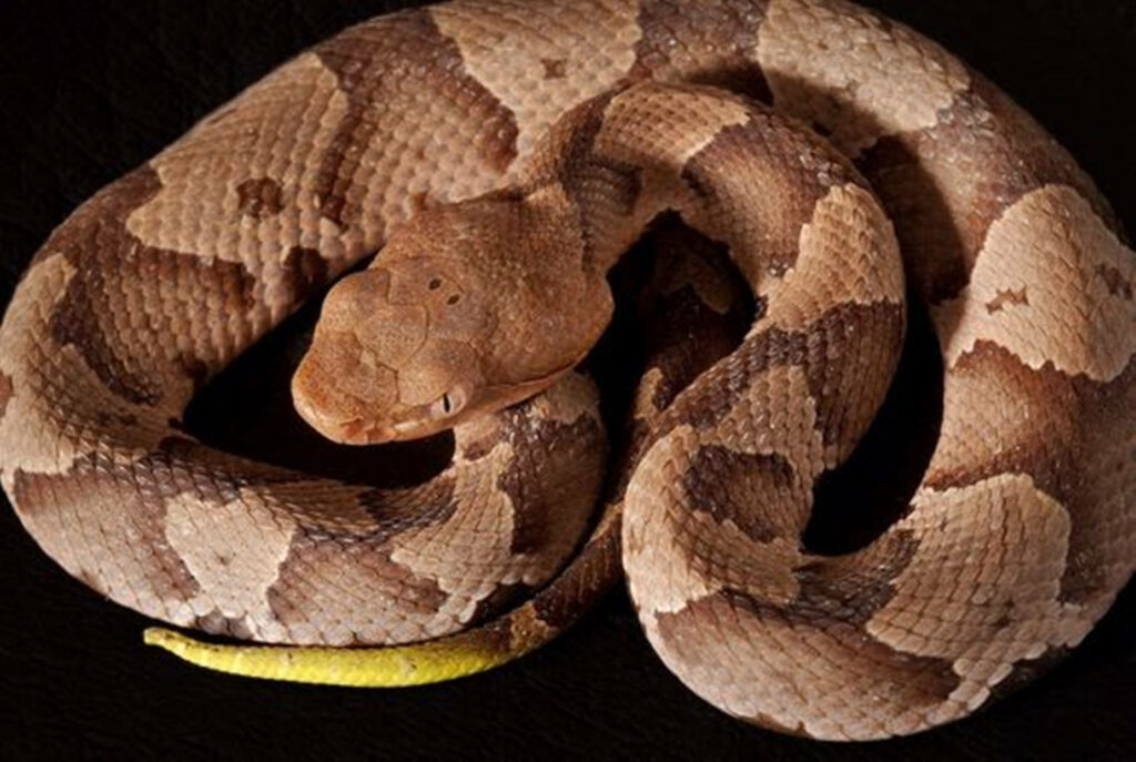 Close-Up Copperhead Snake Wallpaper: Intricate Patterns & Textures