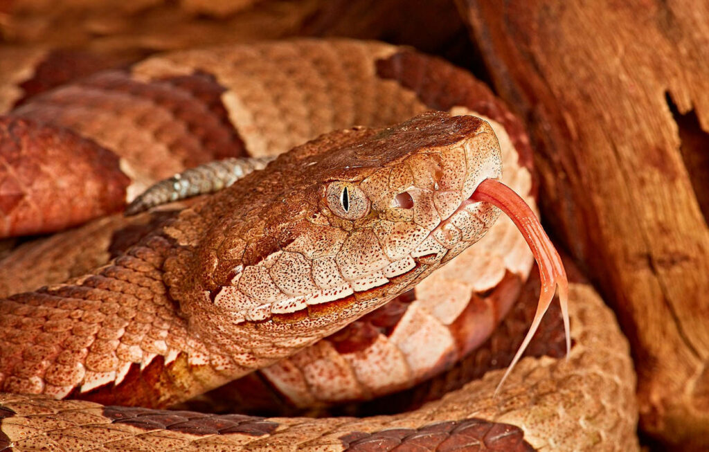 Close-Up of Copperhead Snake: Stunning Scales & Gold Eyes Wallpaper