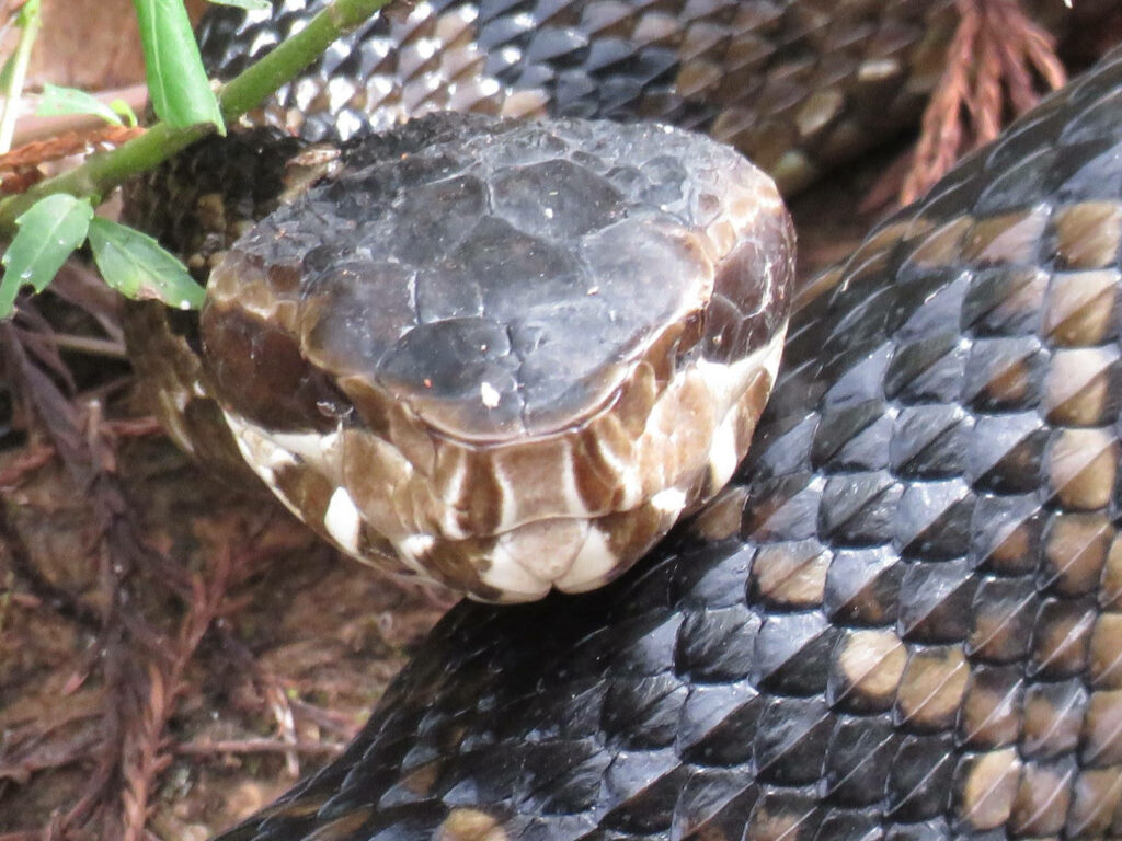 Close-Up of Cottonmouth Snake: Striking Scales & Intense Beauty Wallpaper