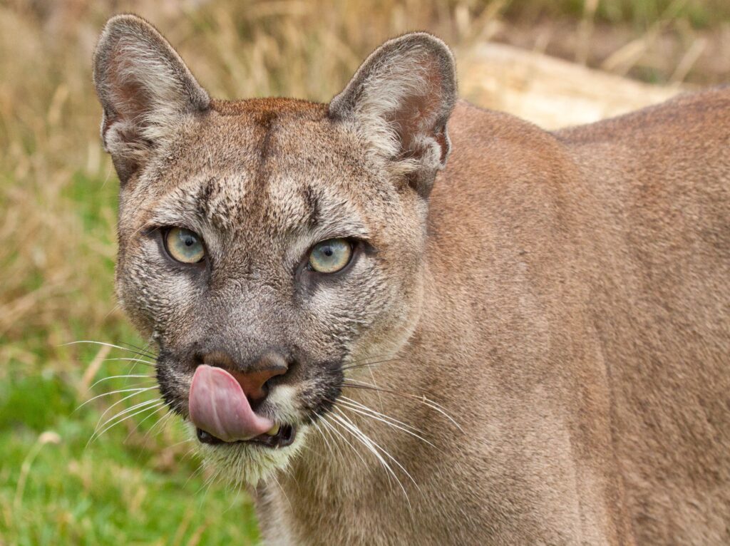 Close-Up Cougar Wallpaper: Intense Gaze & Sleek Fur in Nature