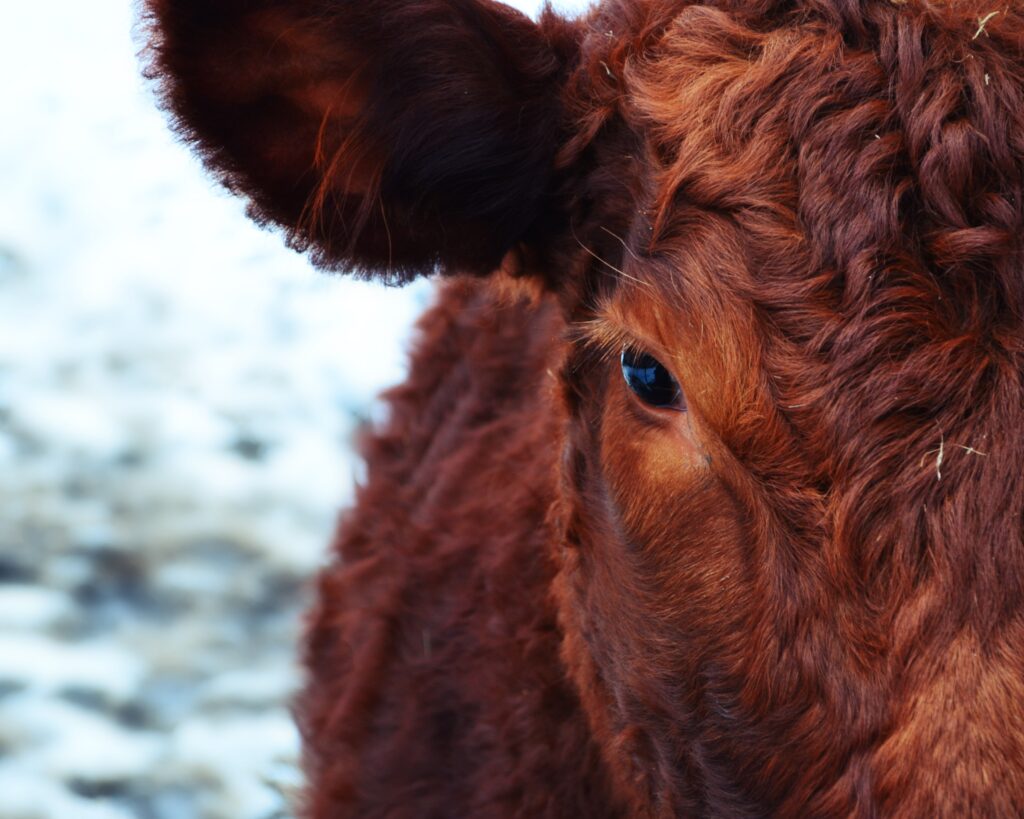 Close-Up of Curly-Haired Cow: Eye and Ear Focus with Soft Background Wallpaper