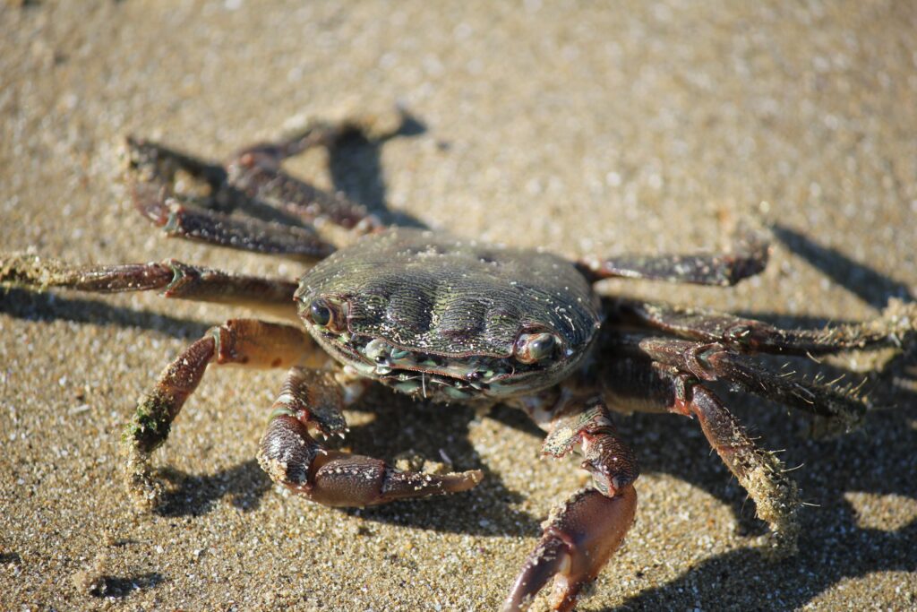 High-Res Crab Wallpaper: Close-Up on Textured Claws & Sandy Background