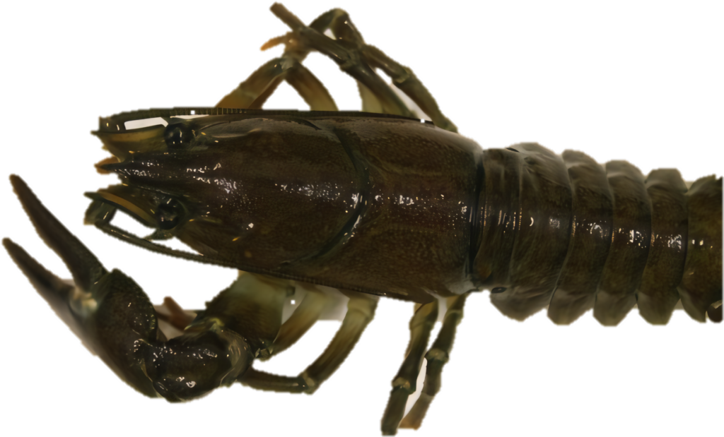 Close-Up Crayfish Profile Wallpaper: Detailed PNG Image Background