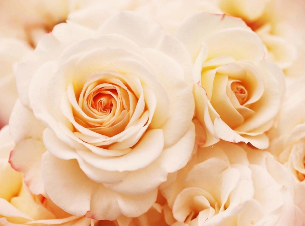 Elegant Close-Up of Tender Creamy Roses - Serene Floral Wallpaper