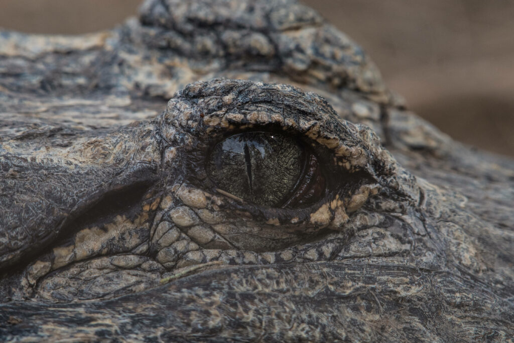 Mesmerizing Crocodile Eye Wallpaper: Intricate Textures & Patterns