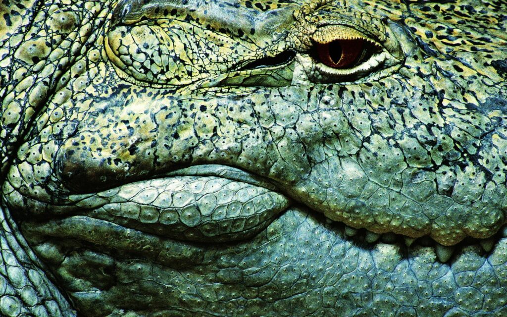Close-Up of Crocodile Skin: Textured Patterns & Intense Eye Detail Wallpaper