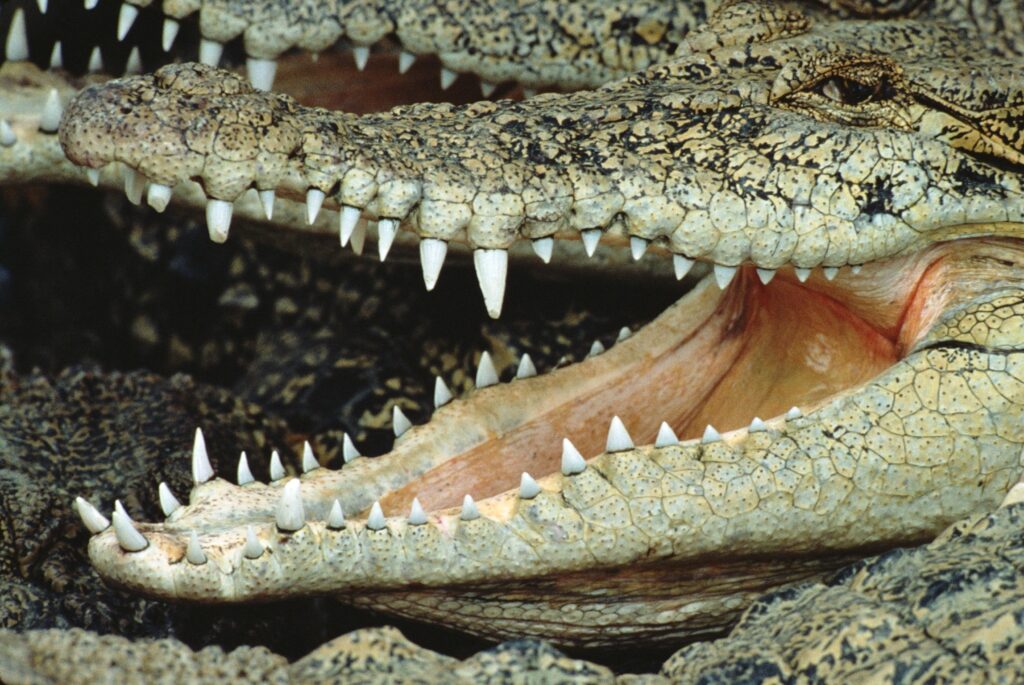 Stunning Crocodile Close-Up: Sharp Teeth & Textured Scales Wallpaper