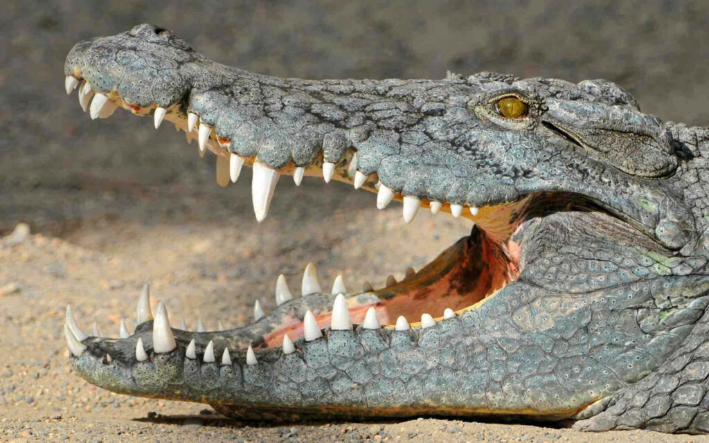Close-Up Crocodile Wallpaper: Intense Jaws & Sharp Teeth