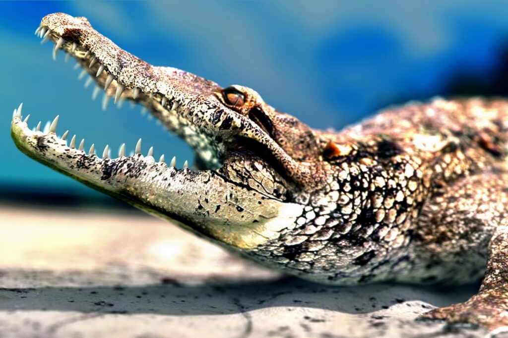 Close-Up Crocodile Wallpaper: Sharp Teeth & Textured Scales