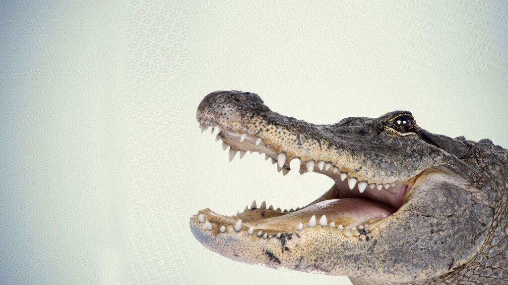 Close-Up Crocodile Wallpaper: Sharp Teeth & Texture Details