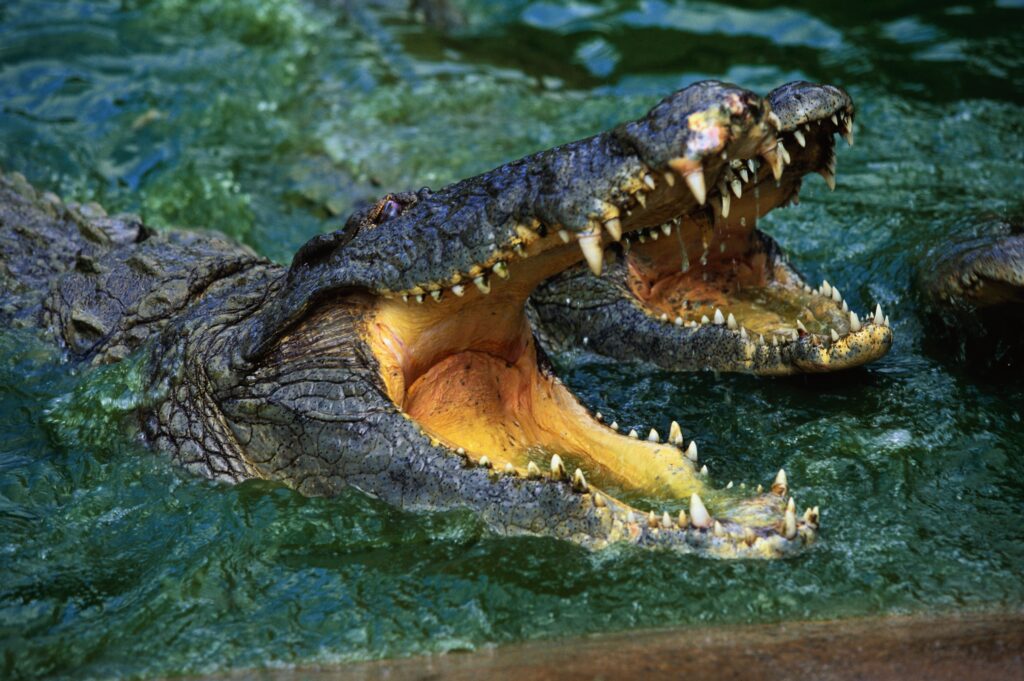 Close-Up Crocodile Wallpaper: Powerful Snout & Razor-Sharp Teeth