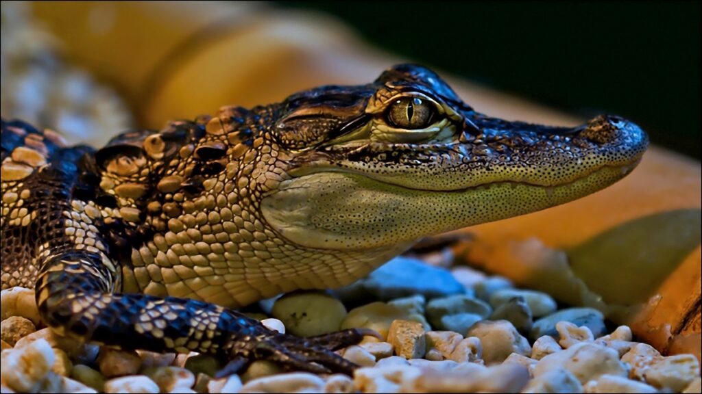 Close-Up of Small Crocodile on Pebbles - Textured Skin Wallpaper