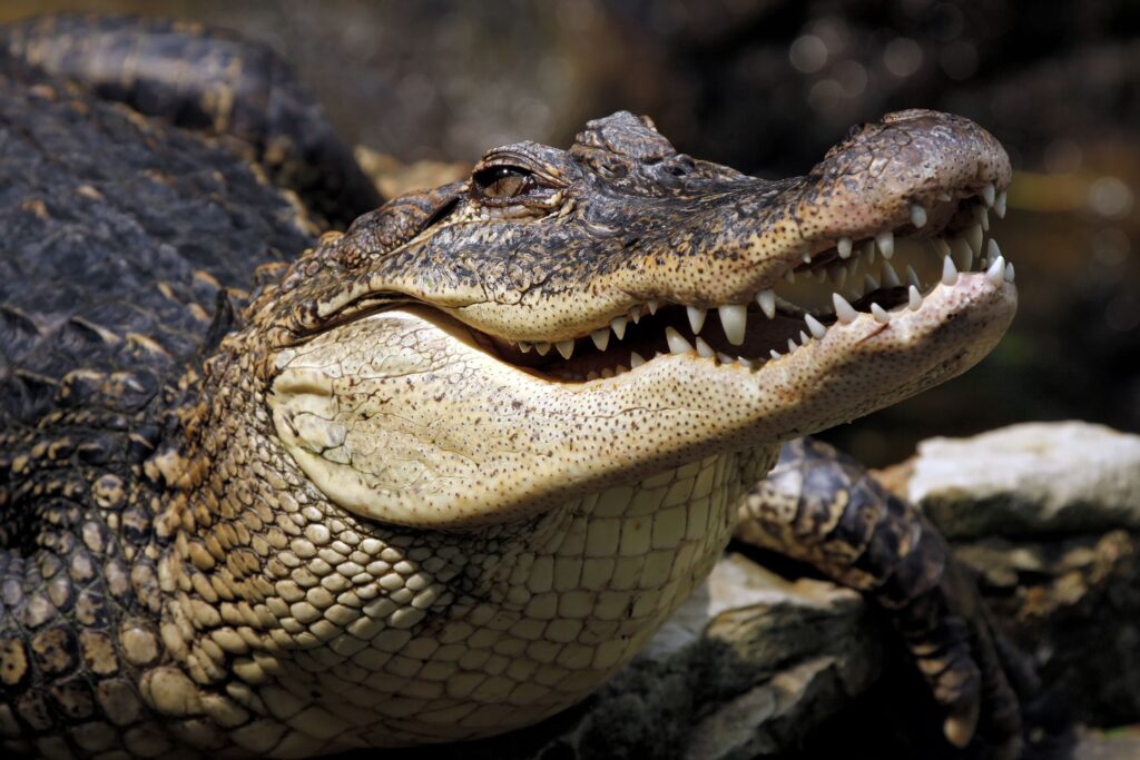 Close-Up of a Crocodile: Textured Skin & Powerful Gaze Wallpaper
