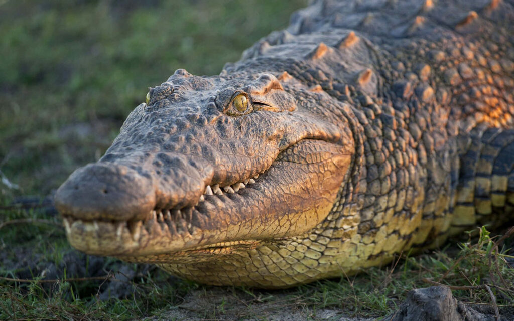 Close-Up of a Crocodile on Land: Textured Skin & Vigilant Eyes Wallpaper