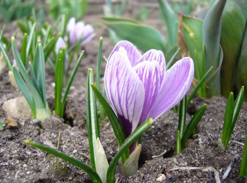 Close-Up Crocus Flower Wallpaper: Spring Blooms in Garden Setting
