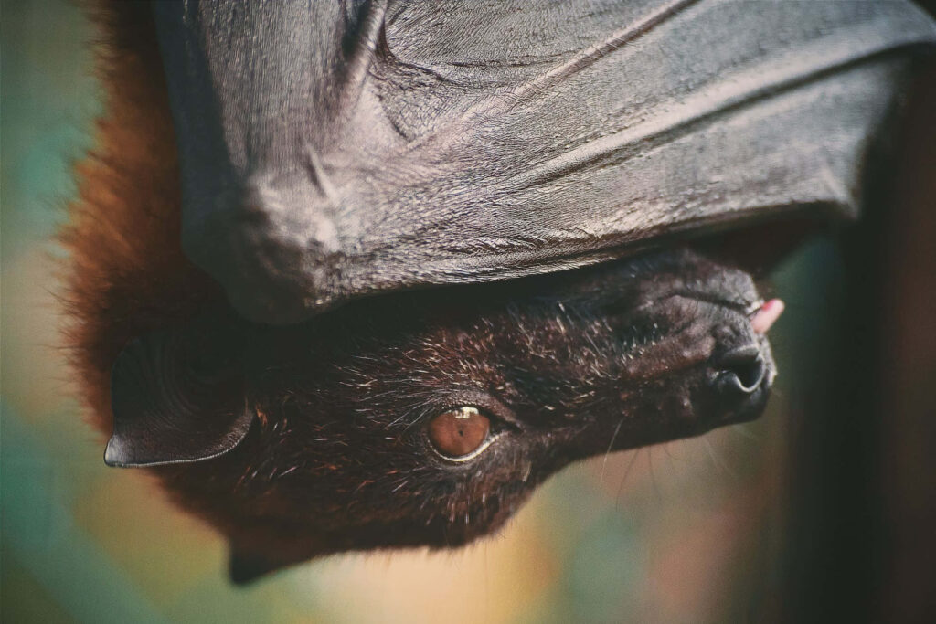 Charming Close-Up of a Cute Bat Hanging Upside Down - Stunning Wallpaper