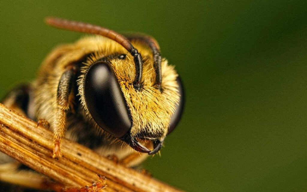 Close-Up Cute Bee Wallpaper: Vibrant Colors & Nature's Beauty