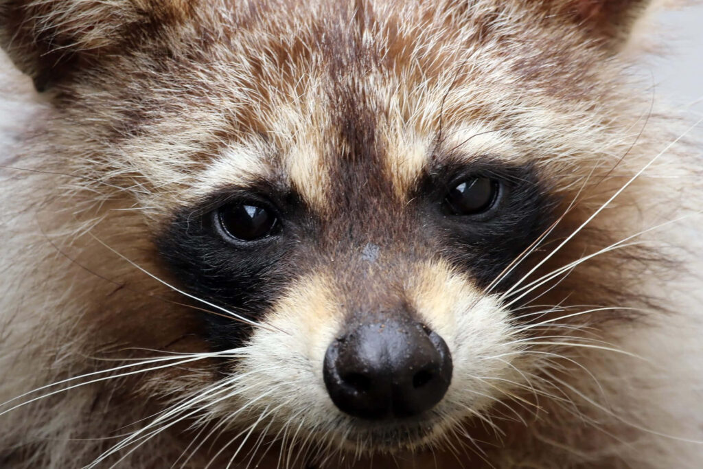 Close-Up of Adorable Raccoon Face - Expressive Eyes & Furry Details Wallpaper