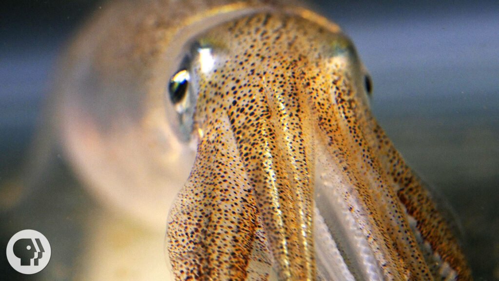 Close-Up Cuttlefish Wallpaper: Stunning Textures & Marine Beauty