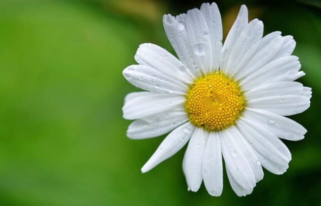 Close-Up Daisy Wallpaper with Water Droplets on Green Background