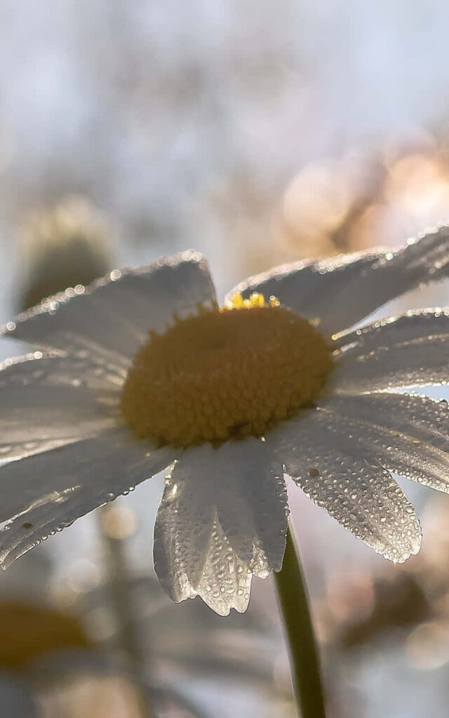 Close-Up Daisy with Morning Dew | Soft Blurred Background Wallpaper