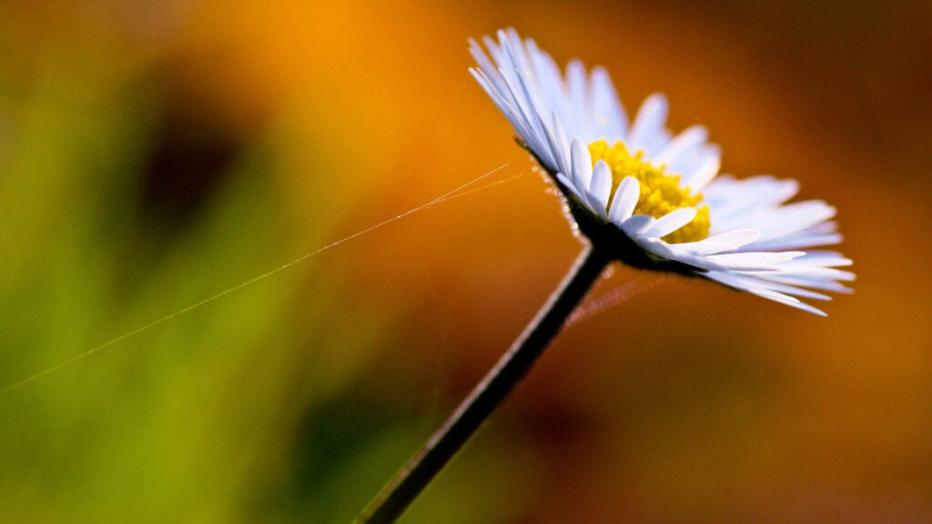 Intricate Daisy Close-Up with Spider Web Against Vibrant Background Wallpaper