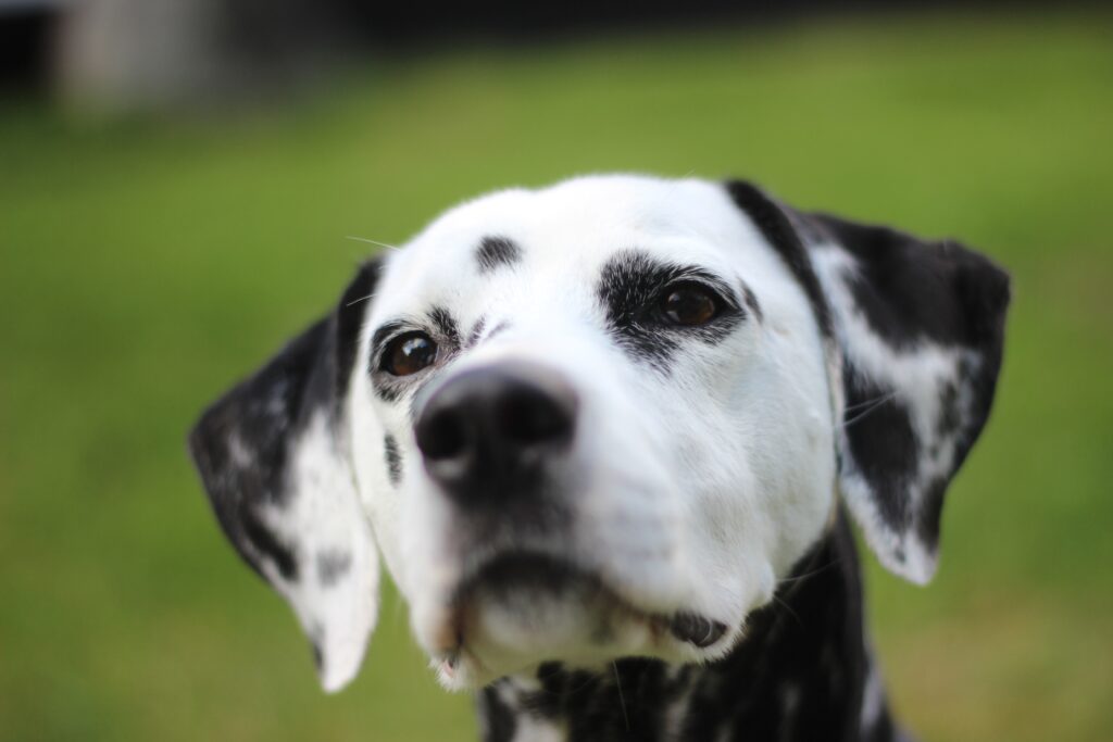 Close-Up Dalmatian Wallpaper: Spotted Coat & Charming Expression