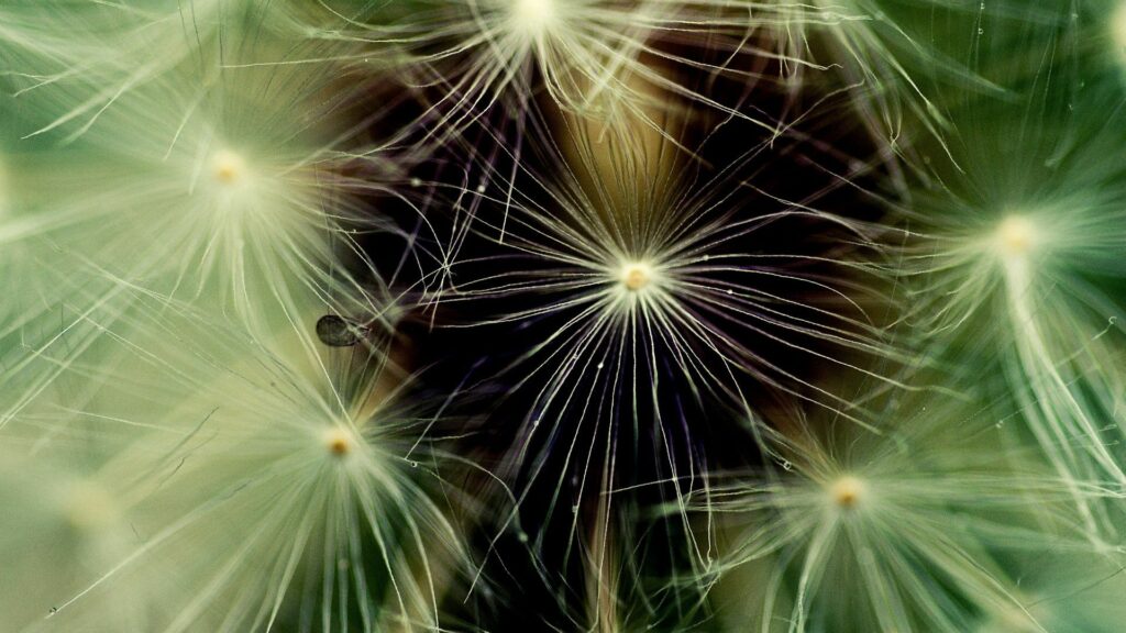 Delicate Dandelion Fluff & Seeds - Nature Wallpaper Background