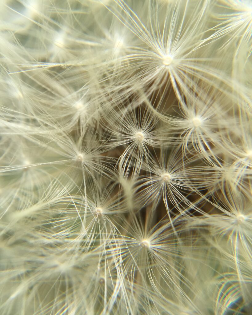 Delicate Dandelion Fluff Macro Wallpaper Background