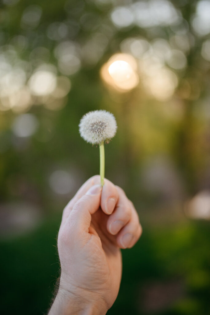 Serene Dandelion Close-Up: Peaceful Nature Wallpaper Background