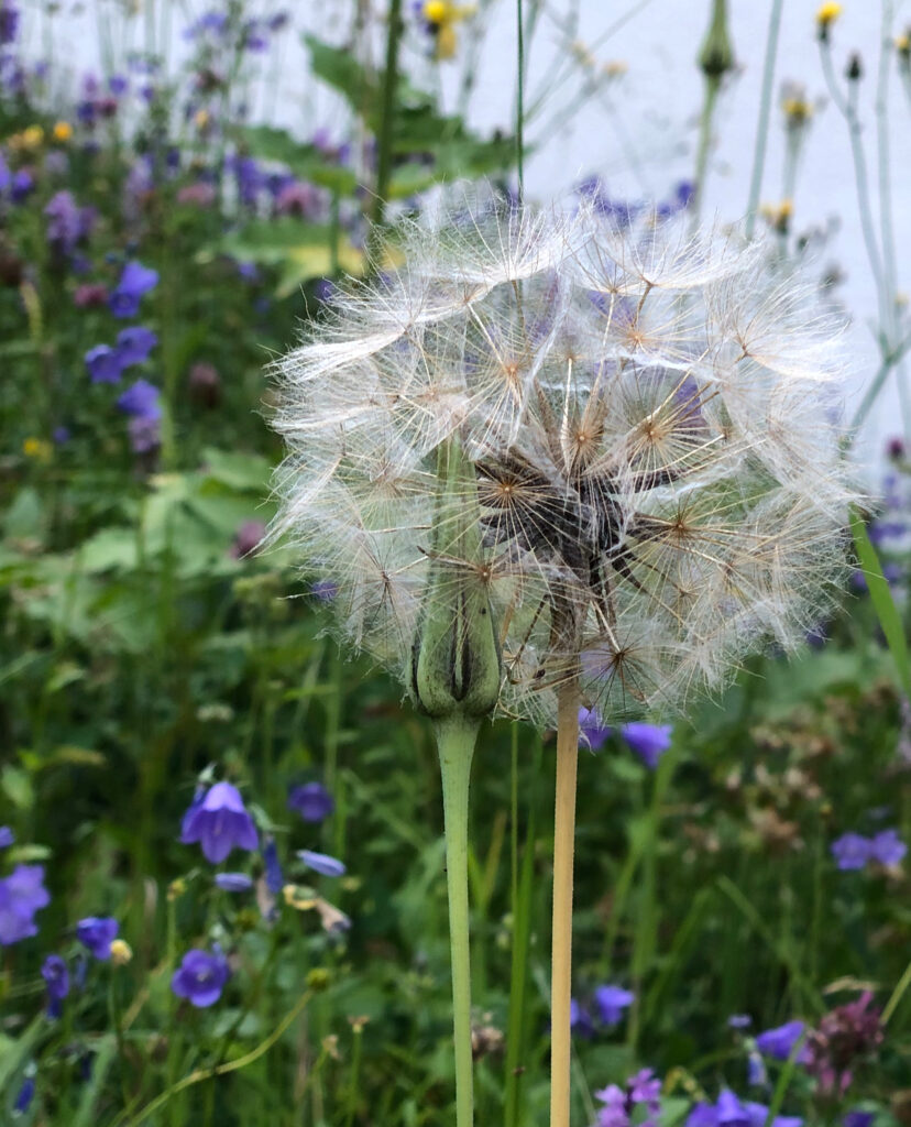 Close-Up Dandelion Puff with Wildflowers Background - Natural Beauty Wallpaper