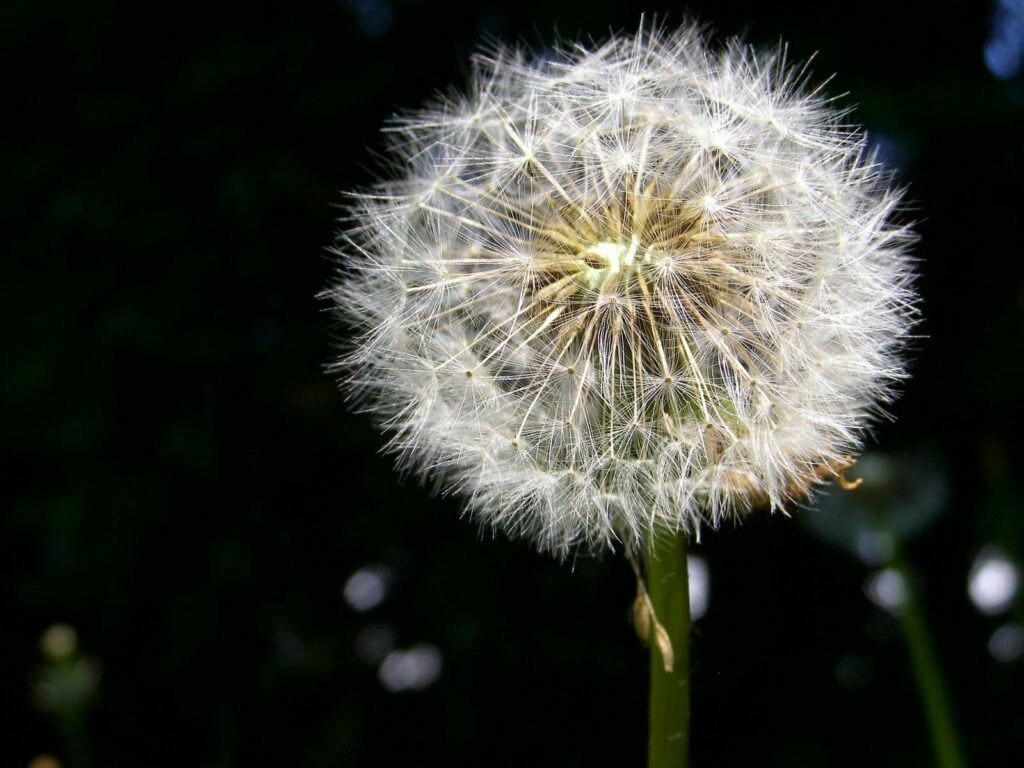 Close-Up Dandelion Wallpaper: Delicate White Fluff on Dark Background