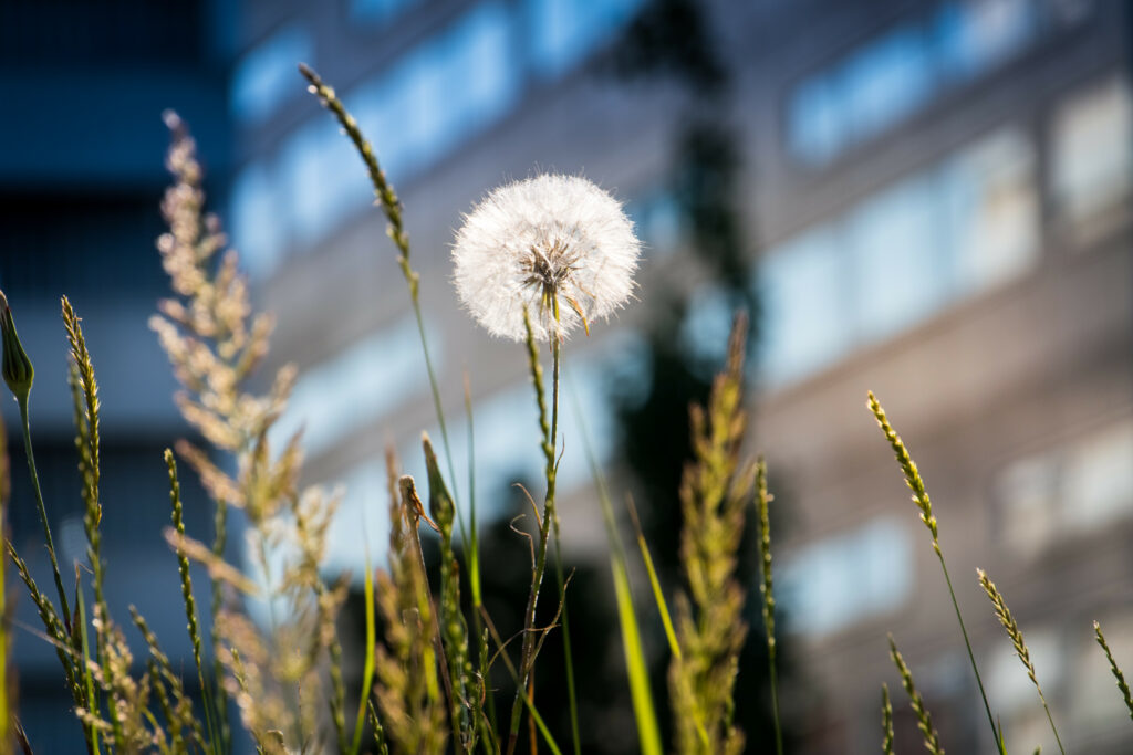 Dandelion Close-Up Wallpaper: Fluffy Serenity in Tall Grass