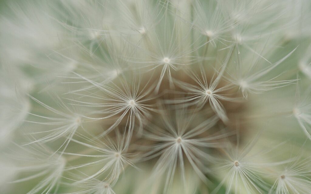 Delicate Dandelion Wallpaper: Intricate Seeds & Nature's Beauty