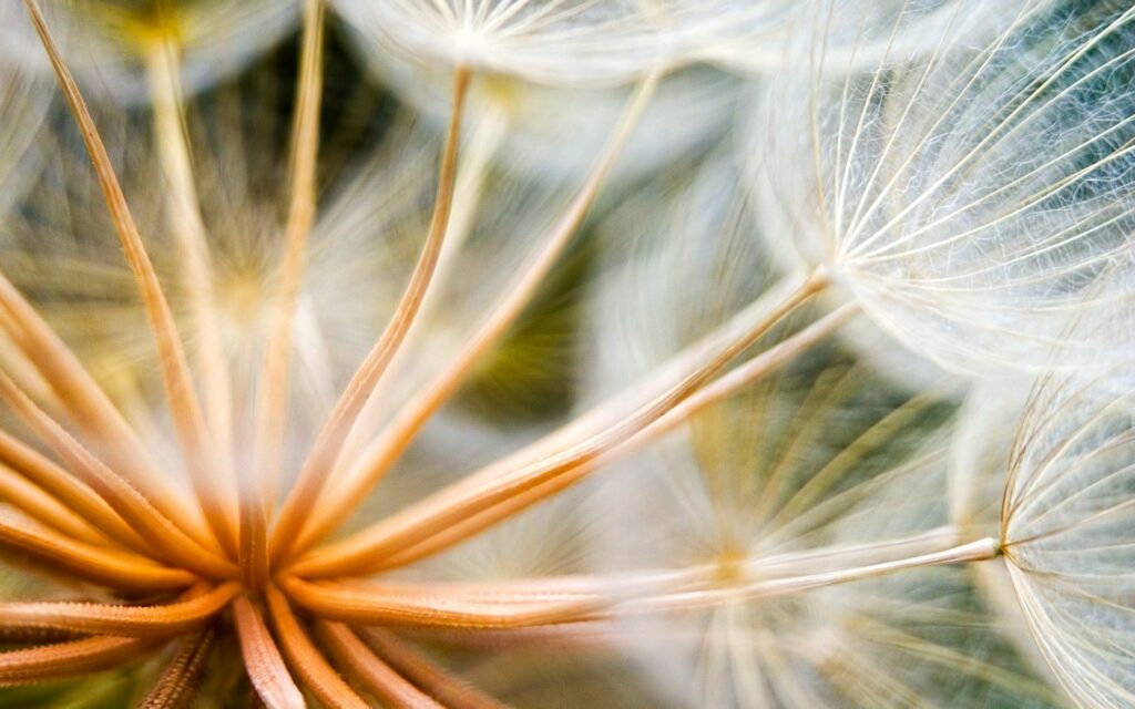 Intricate Dandelion Close-Up: Soft Seed Details for Wallpaper Background