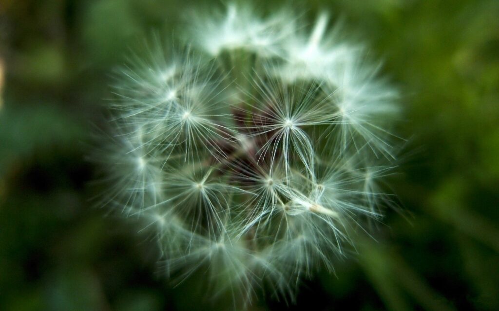 Close-Up Dandelion Wallpaper: Delicate Seeds on Blurred Green Background
