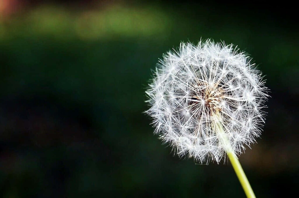 Calm Dandelion Wallpaper: Delicate Seeds on Dark Blurred Background