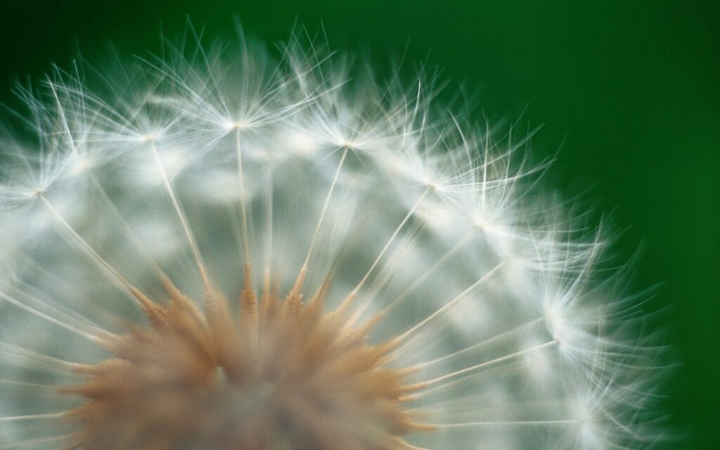 Close-Up Dandelion Seeds on Rich Green Wallpaper Background
