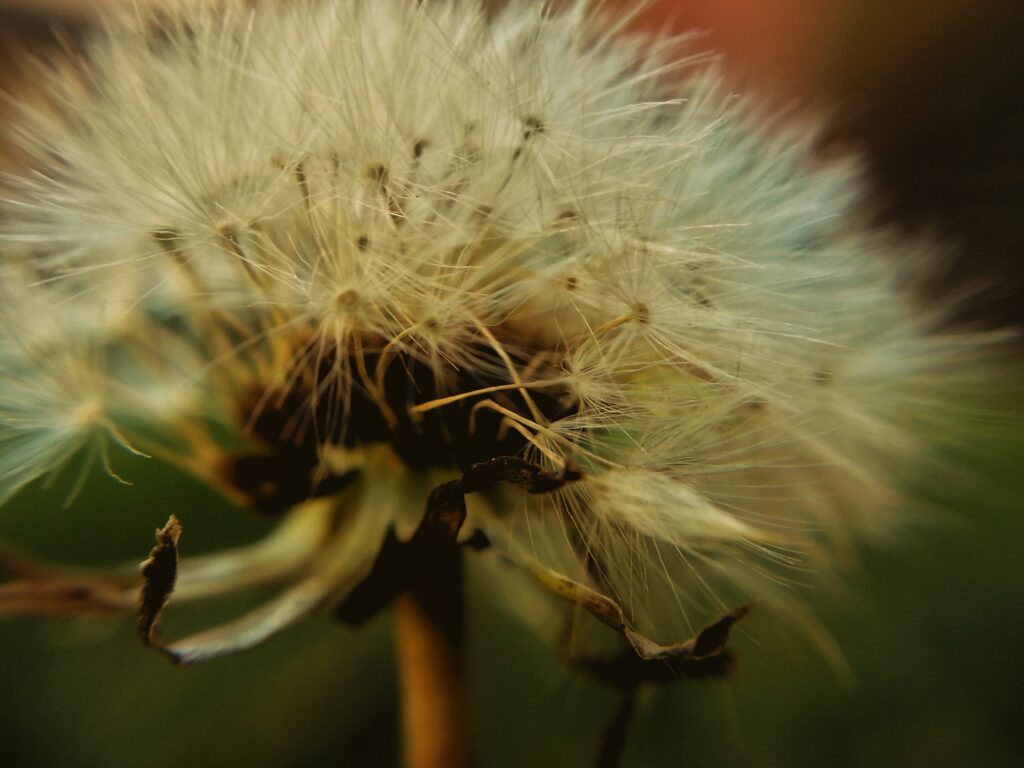 Intricate Dandelion Close-Up: Delicate Seeds & Soft Textures Wallpaper