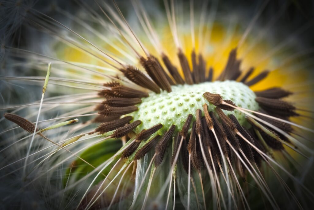 Intricate Dandelion Close-Up: Seeds & Core Wallpaper Background