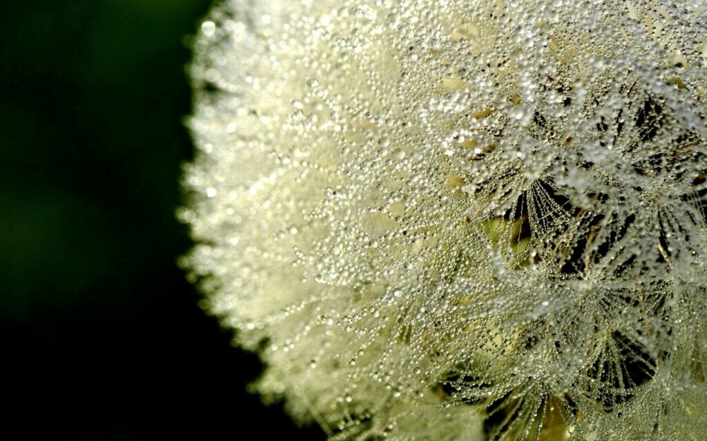 Close-Up Dandelion Wallpaper with Dew Drops on Soft Background