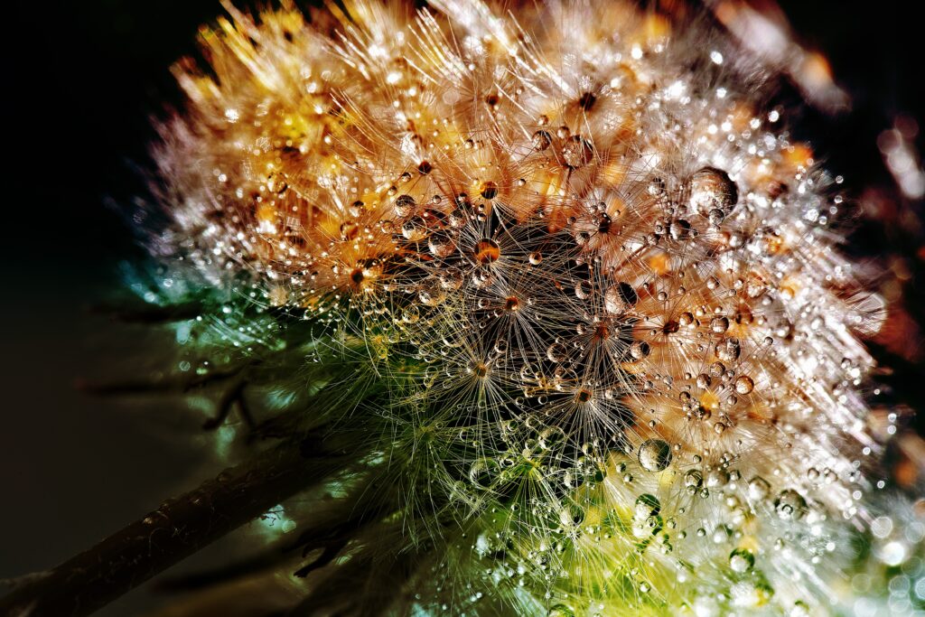Stunning Dandelion Close-Up with Water Droplets - Wallpaper Background