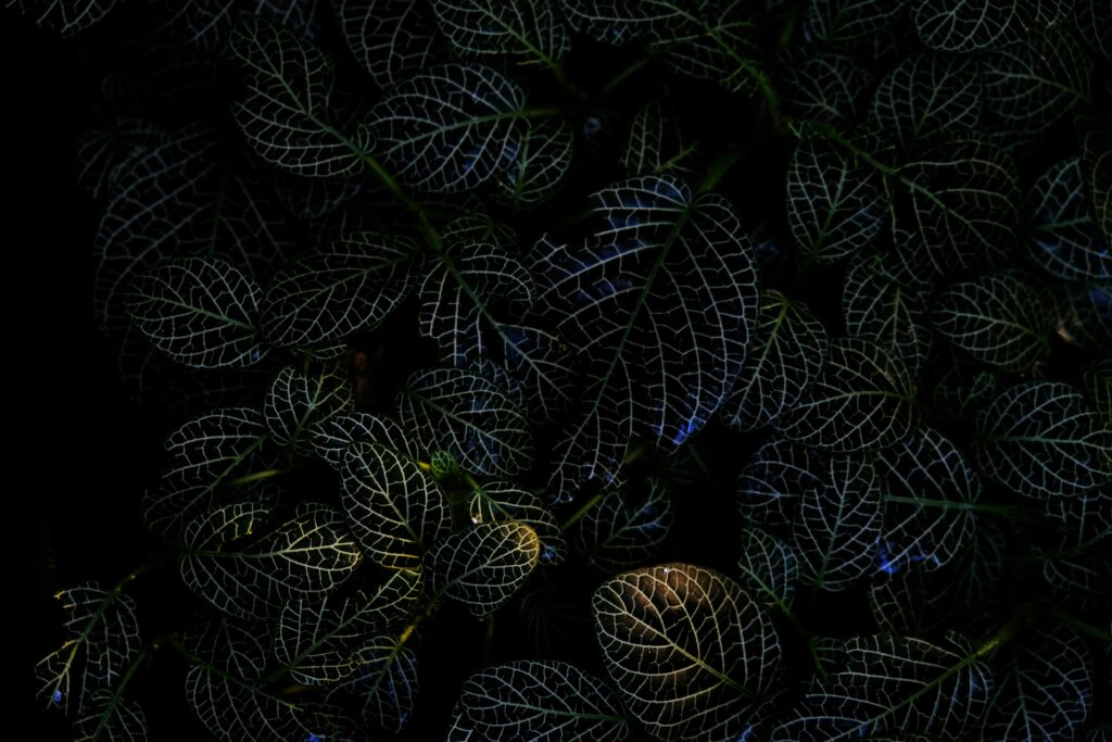 Intricate Macro Wallpaper of Dark Leaves with Light and Shadow Play
