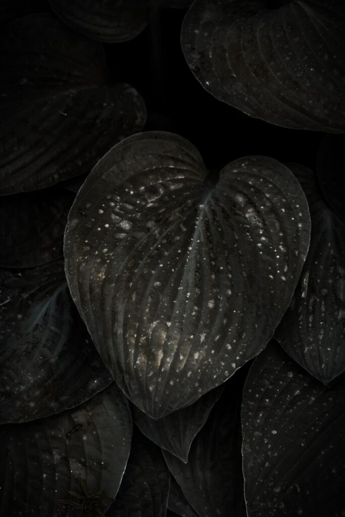 Dark Textured Leaves with Light Spots - Moody Wallpaper Background