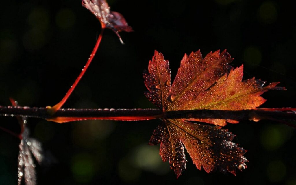 Close-Up Red Leaf Wallpaper: Dark Background & Water Drops Texture