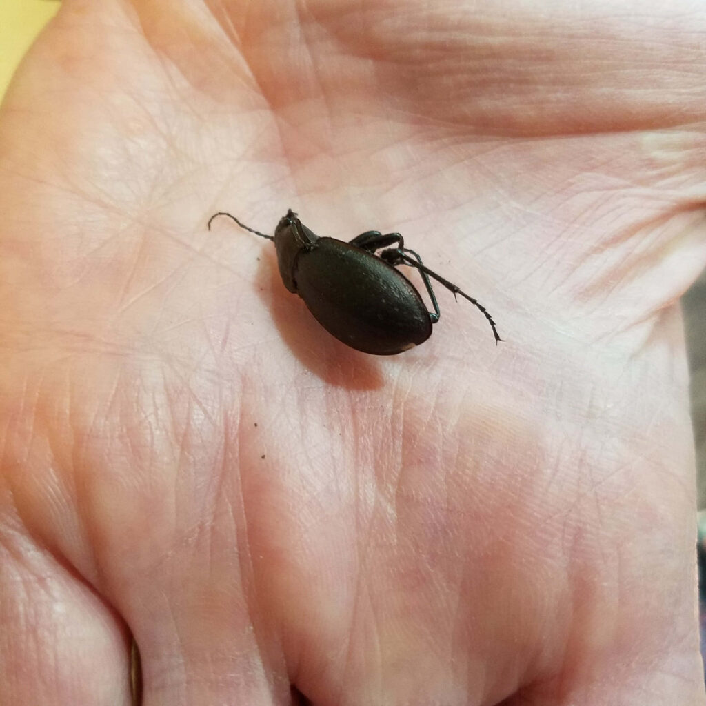 Close-up of darkling beetle on human hand showing smooth exoskeleton and skin texture Wallpaper