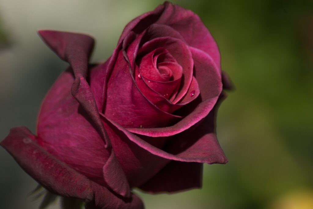 Deep Pink Rose Close-Up with Water Drops on Soft Natural Background Wallpaper