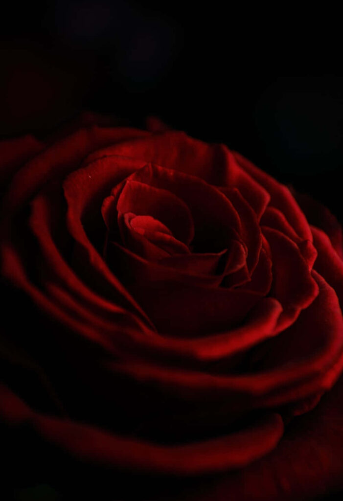 Close-Up Deep Red Rose Wallpaper - Intricate Petals on Dark Background