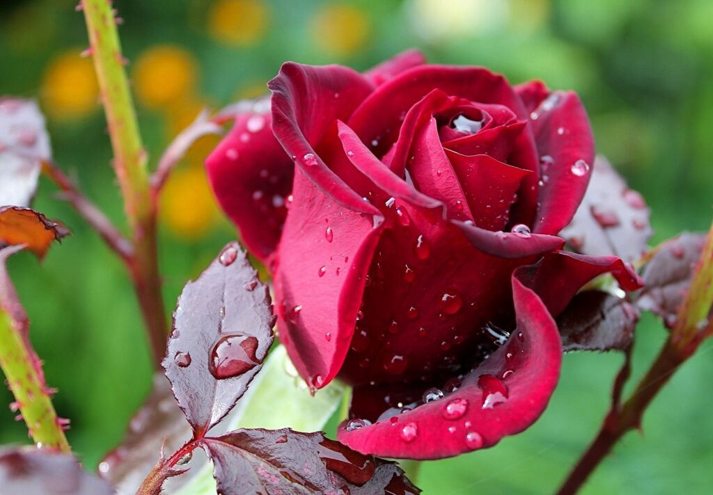 Close-Up of Dewy Red Rosebud on Lush Green Wallpaper Background
